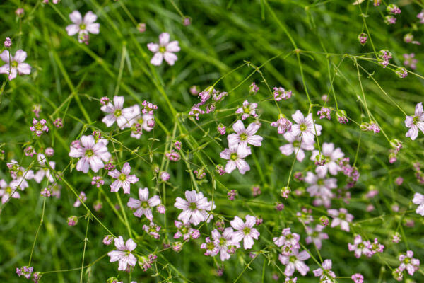 Felsennelke (Petrorhagia saxifraga)