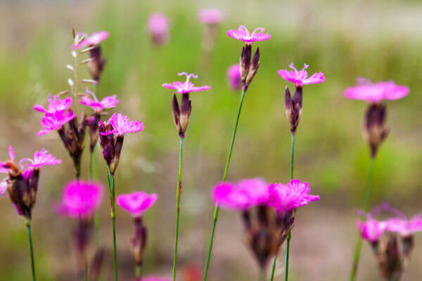 Karthäusernelke (Dianthus carthusianorum)