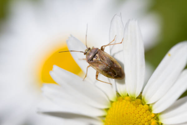 Gemeine Wiesenwanze auf Kamillenblüte