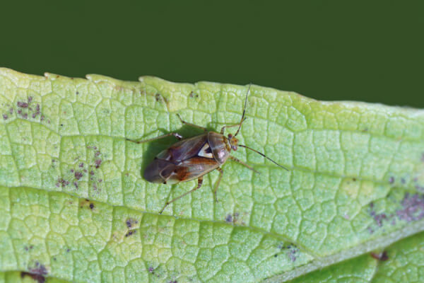 Gemeine Wiesenwanze