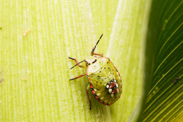 Grüne Reiswanze (Nezara viridula)