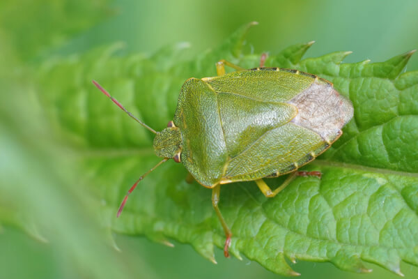 Grüne Stinkwanze (Palomena prasina)