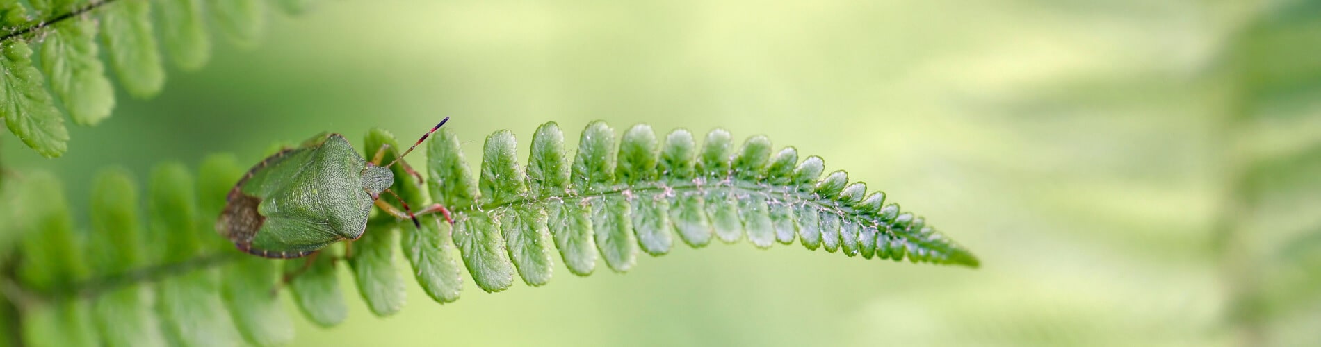 Grüne Stinkwanze (Palomena prasina)