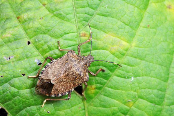 Marmorierte Baumwanze (Halyomorpha halys)