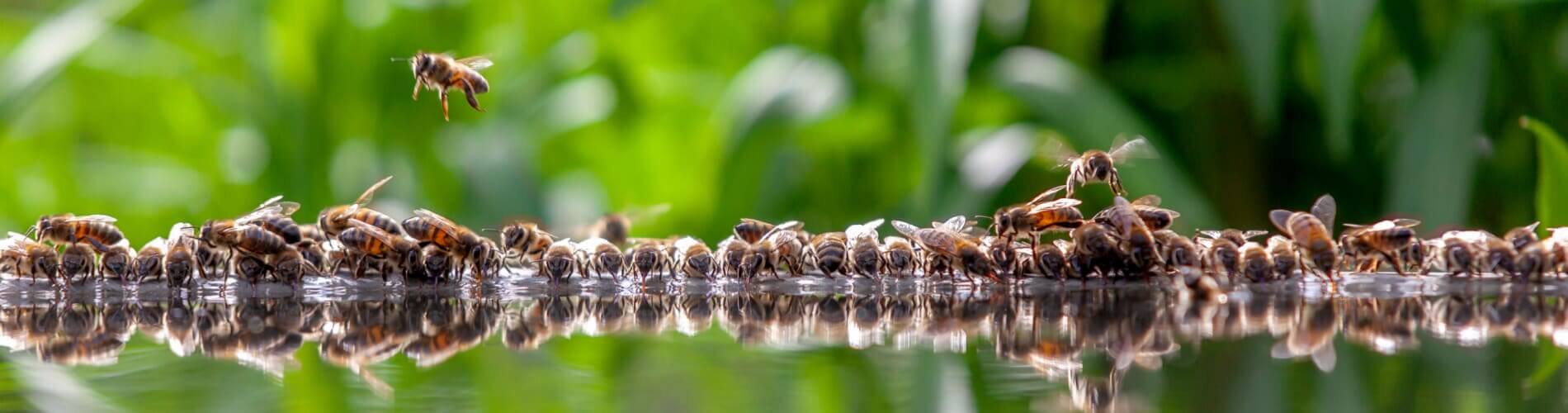 Bienen am Trinken an Wasserstelle