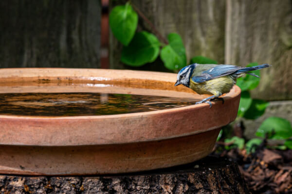 Eurasische Blaumeise (Cyanistes caeruleus)