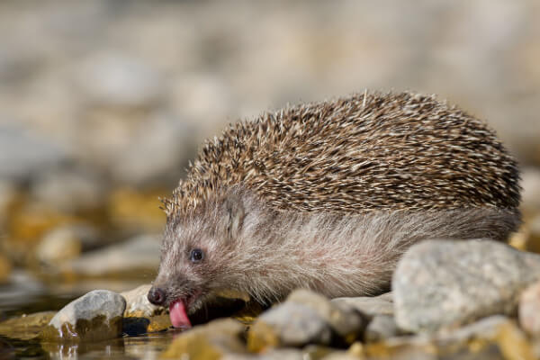 Igel am Wassertrinken