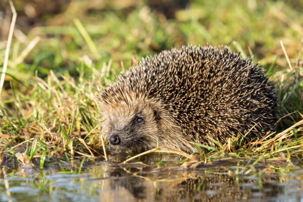 Igel an Wasserstelle