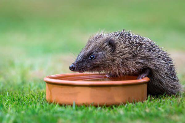 Junger Igel trinkt aus Untersetzer