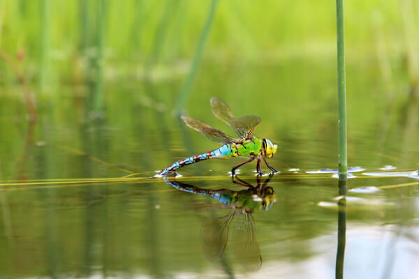 Libelle auf Halm im Wasser
