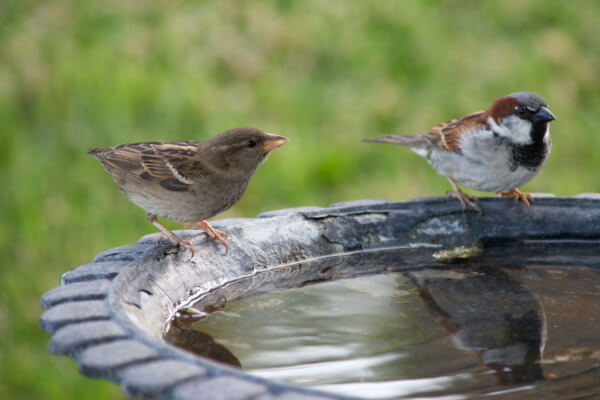 Spatzen an Brunnen am Garten