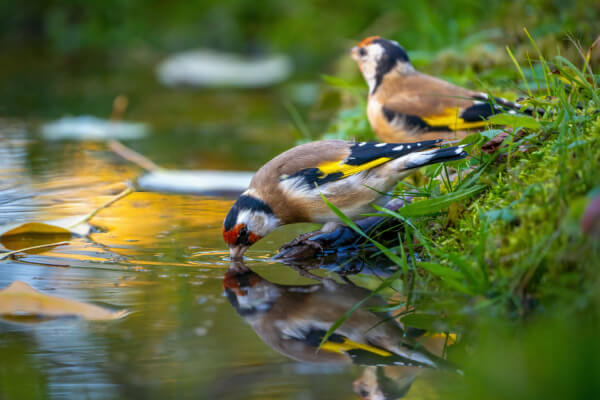 Stieglitz an Wasserstelle