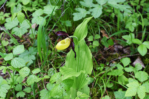 Gelber Frauenschuh im Wald