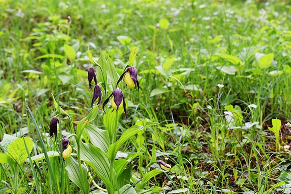 Gelber Frauenschuh in der Wiese