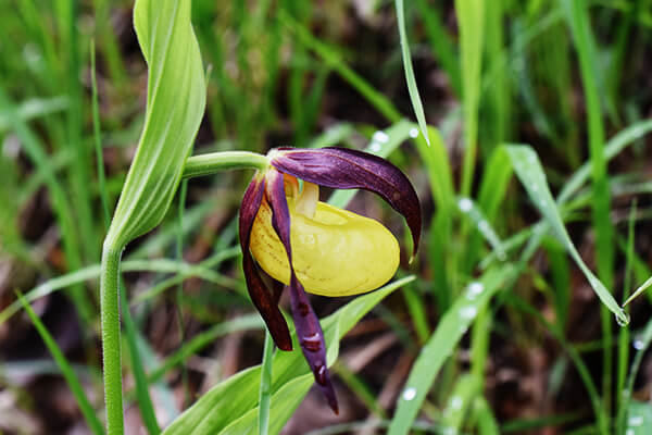 Gelber Frauenschuh