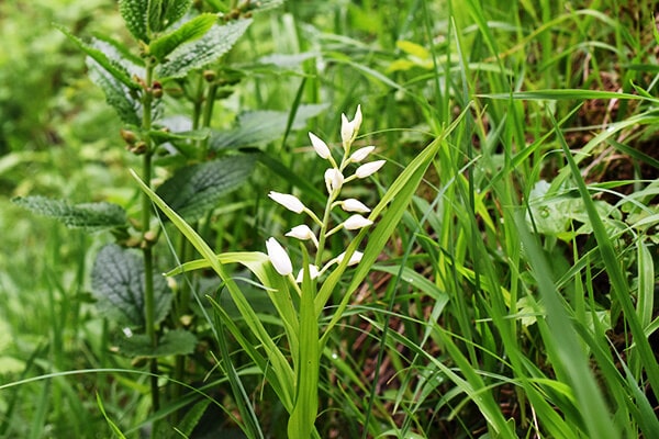 Langblätteriges Waldvögelein