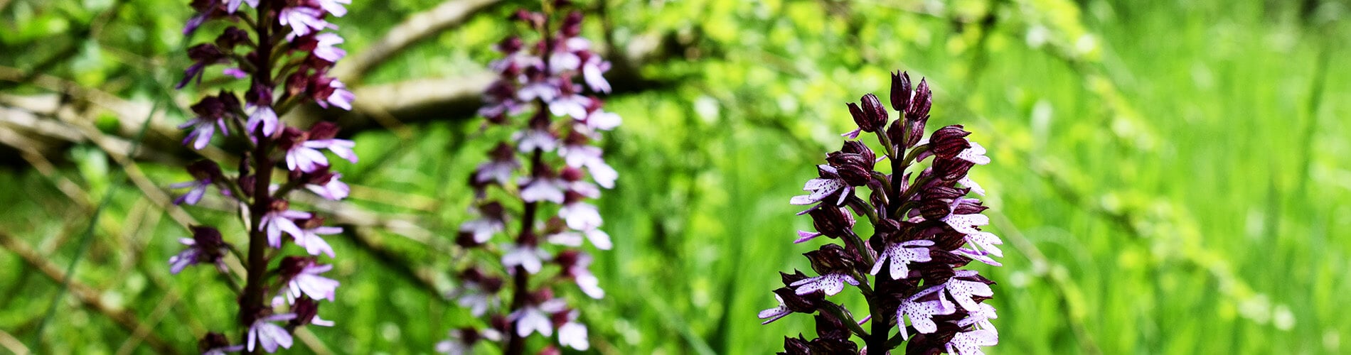 Wildwachsende Orchideen: Gelber Frauenschuh