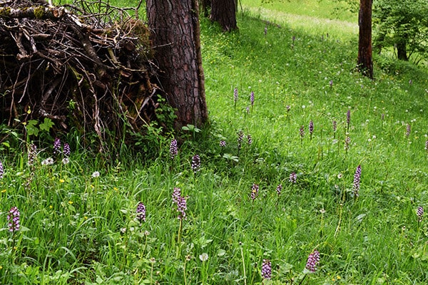 Purpur-Knabenkraut in der Wiese