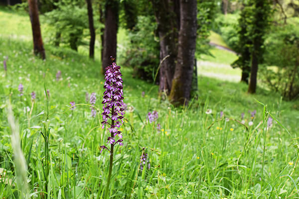 Purpur-Knabenkraut in der Wiese