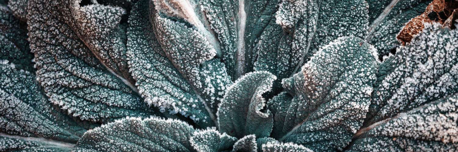 Frostschutz für Gartenpflanzen