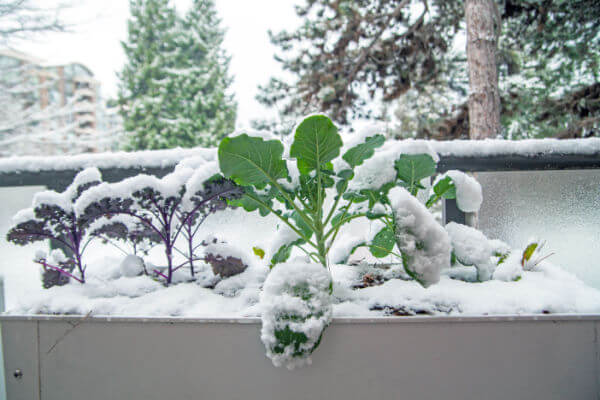 Mit Schnee bedecktes Wintergemüse 