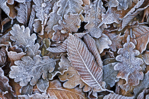 Laub mit Frostschicht