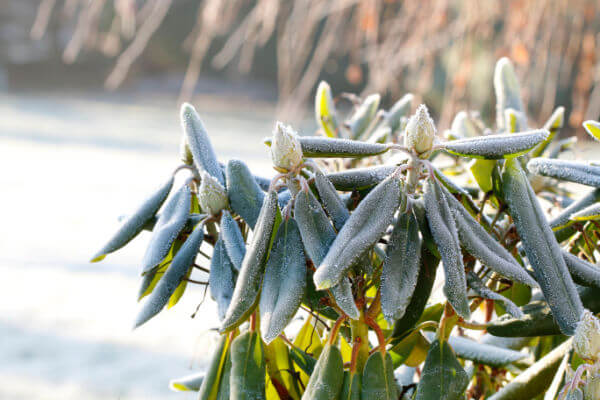 Rhododendron mit eingerollten Blättern