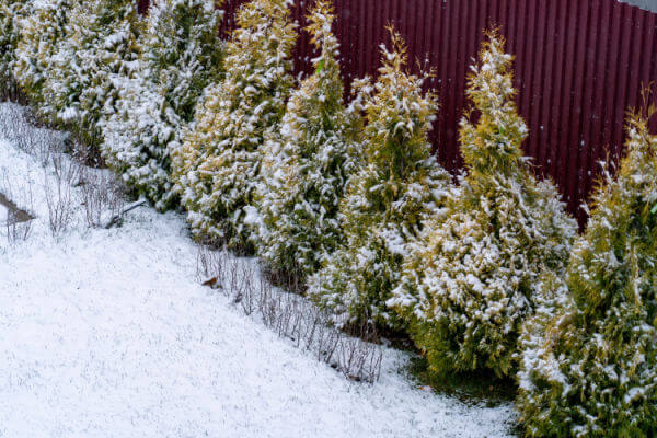 Thuja-Hecke mit Schnee