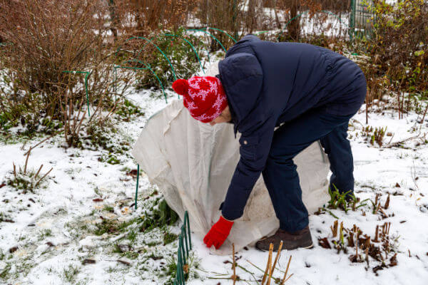 Pflanzen vor Frost in Matten aus Filz oder Holz schützen.