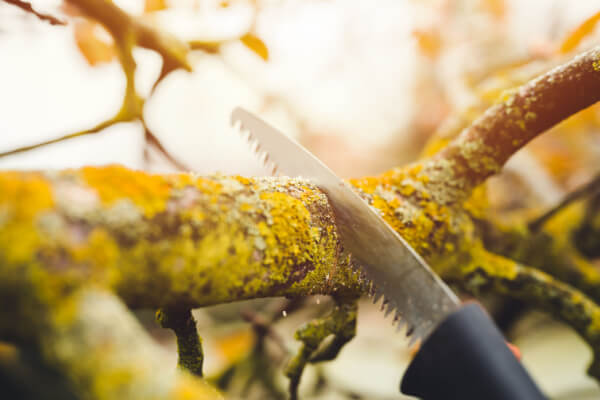 Schnittt eines Asts an einem Baum