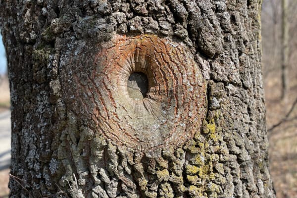 Vernarbung an einem Baumstamm