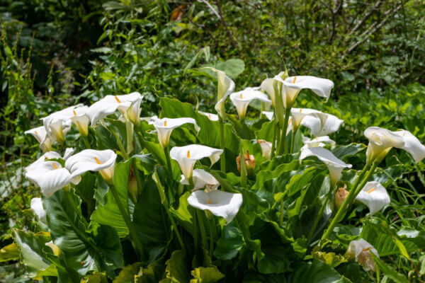 Weisse, blühende Calla