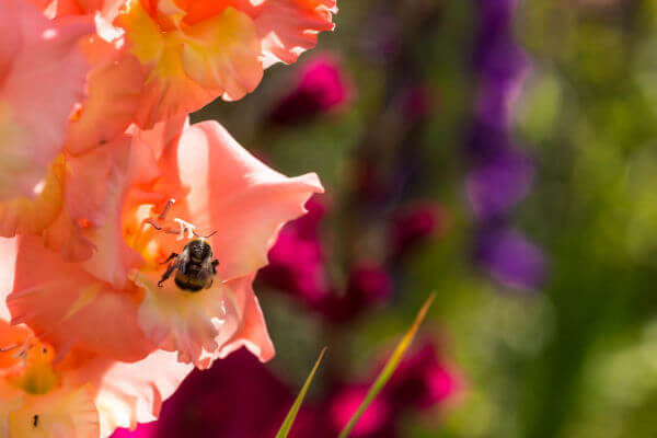 Blühende Gladiole mit Hummel