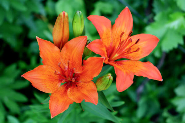 Orangene, blühende Lilien