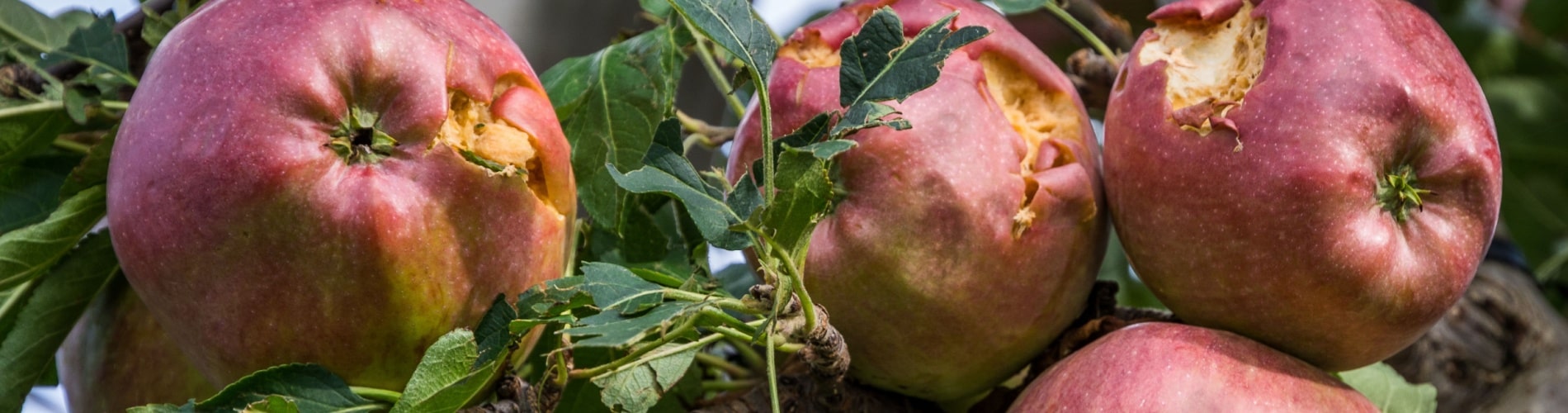 Hagelschaden an Apfel