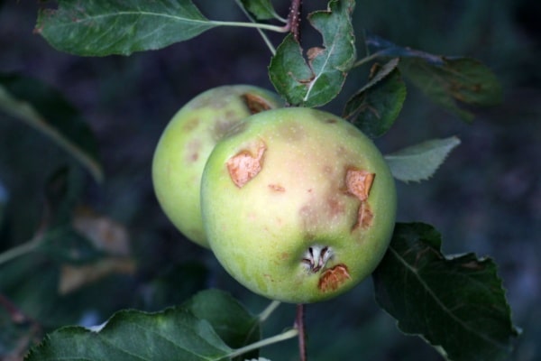 Hagelschaden an Apfelfrucht