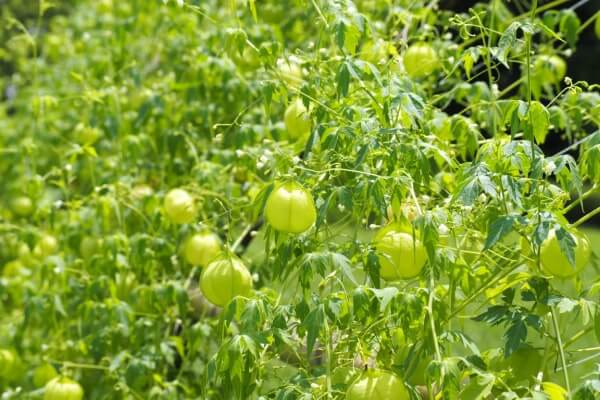 Ballonrebe im Garten