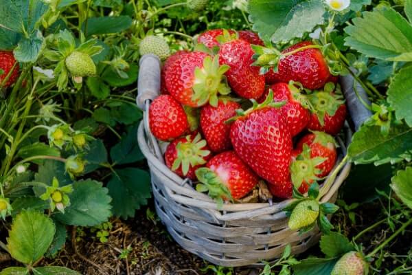 Erdbeerenernte im Garten