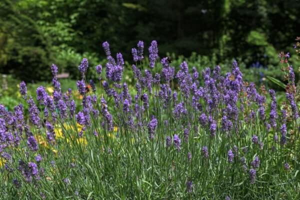 Lavendel Lavandula angustifolia mit Hummeln