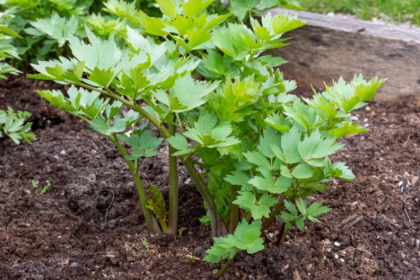 Levisticum officinale im Garten