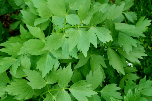 Grüne Blätter der Pflanze