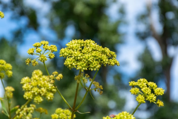 Gelbe Blüte Maggikraut, Liebstöckel