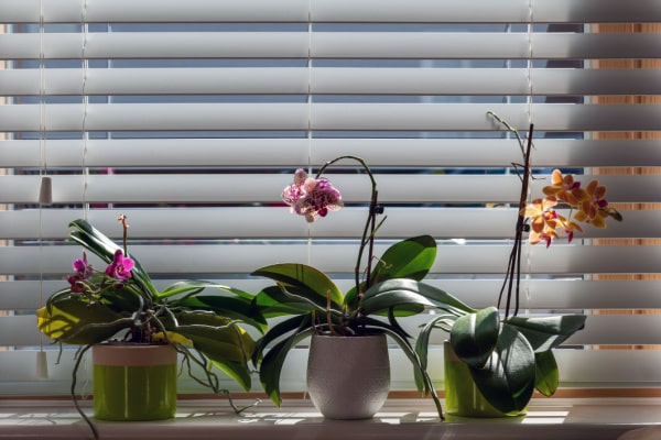 Orchideen im Halbschatten