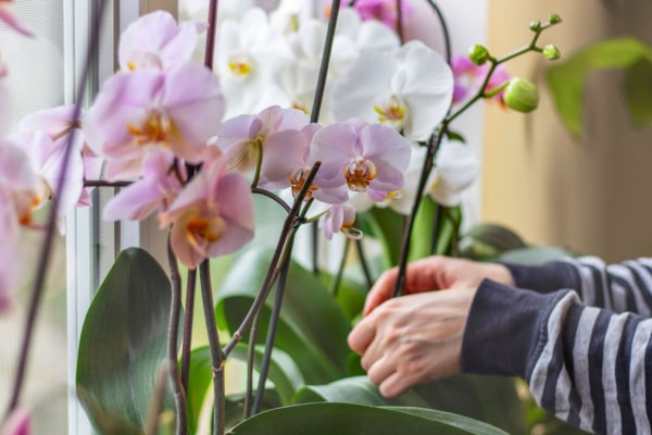 Orchideen auf Fenstersims