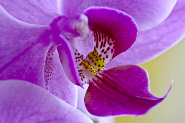 Nahaufnahme Orchideenblüte