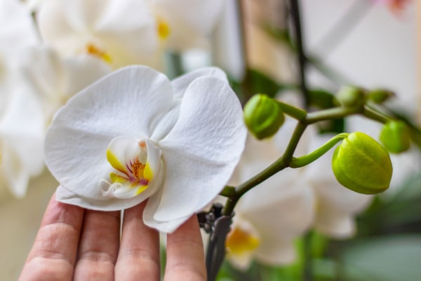 Weisse Blüte einer Orchidee