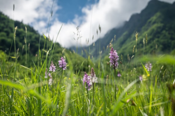 Wilde Orchideen in den Bergen