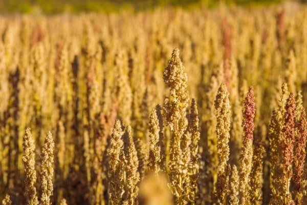 Chenopodium quinoa: reife Samenstände