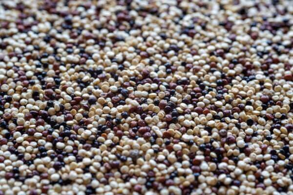 Chenopodium quinoa: verschiedenfarbene Samen