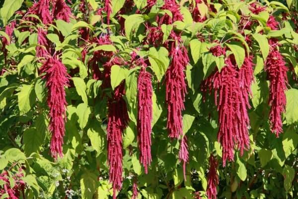 Amaranthus caudatus Pflanze